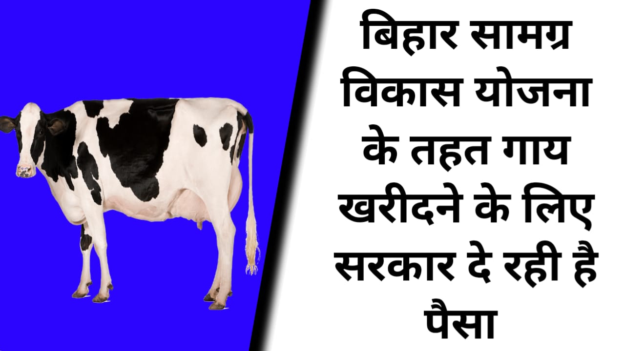Bihar Samagra Gavya Vikas Yojana 2023:बिहार सामग्र विकास योजना के तहत गाय खरीदने के लिए सरकार दे रही है पैसा यहां देखें पूरी जानकारी